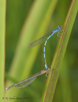 Enallagma basidens, tandem pair